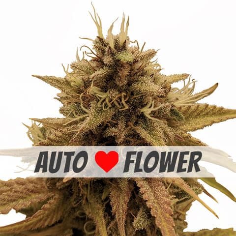 grapericot auto flower seeds