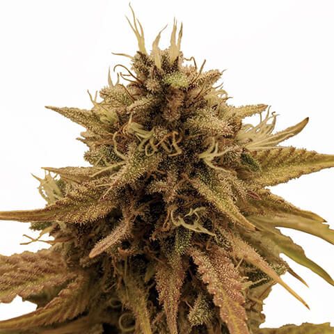 Grapericot Pie Feminized Seeds